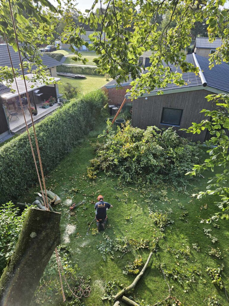 træfældning tilbydes i Hjørring, Frederikshavn, Brønderslev, Aalborg, Jammerbugt, Rebild og Nordjylland